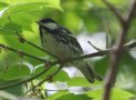 [Blackpoll Warbler]