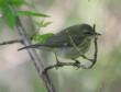 [Black-throated Blue Warbler]