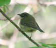 [Black-throated Blue Warbler]