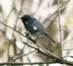 [Black-throated Blue Warbler]
