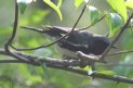[Black-throated Blue Warbler]