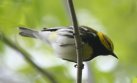 [Black-throated Green Warbler]