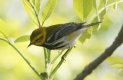 [Black-throated Green Warbler]