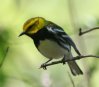 [Black-throated Green Warbler]