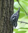 [Black-and-white Warbler]