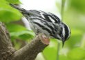 [Black-and-white Warbler]