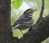 [Black-and-white Warbler]