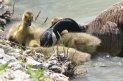 [Canada Goose]
