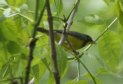 [Canada Warbler]