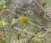 [Canada Warbler]