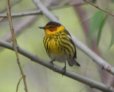 [Cape May Warbler]
