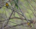 [Cape May Warbler]