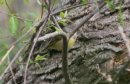 [Connecticut Warbler]