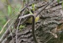 [Connecticut Warbler]