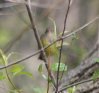 [Connecticut Warbler]