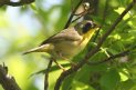 [Common Yellowthroat]