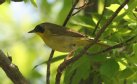 [Common Yellowthroat]