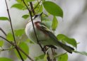[Chestnut-sided Warbler]