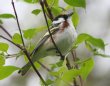 [Chestnut-sided Warbler]
