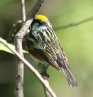 [Chestnut-sided Warbler]