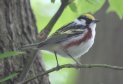 [Chestnut-sided Warbler]