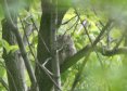 [Eastern Screech-Owl]