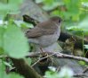 [Gray-cheeked Thrush]