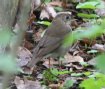 [Gray-cheeked Thrush]