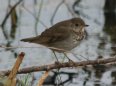 [Gray-cheeked Thrush]