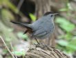 [Gray Catbird]