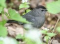 [Gray Catbird]