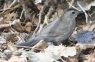 [Gray Catbird]