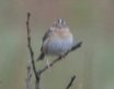 [Grasshopper Sparrow]