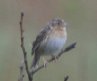[Grasshopper Sparrow]