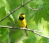 [Hooded Warbler]