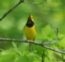[Hooded Warbler]
