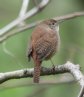 [House Wren]