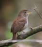 [House Wren]