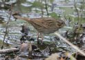 [Lincoln's Sparrow]