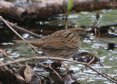[Lincoln's Sparrow]
