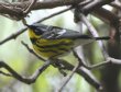 [Magnolia Warbler]