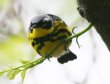 [Magnolia Warbler]