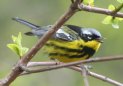 [Magnolia Warbler]