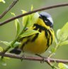 [Magnolia Warbler]