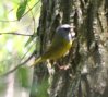 [Mourning Warbler]