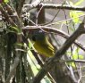 [Mourning Warbler]