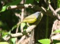 [Mourning Warbler]