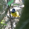 [Mourning Warbler]