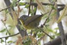 [Nashville Warbler]