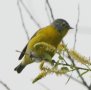 [Nashville Warbler]